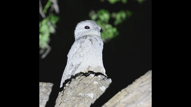 Great Potoo - ML495360761