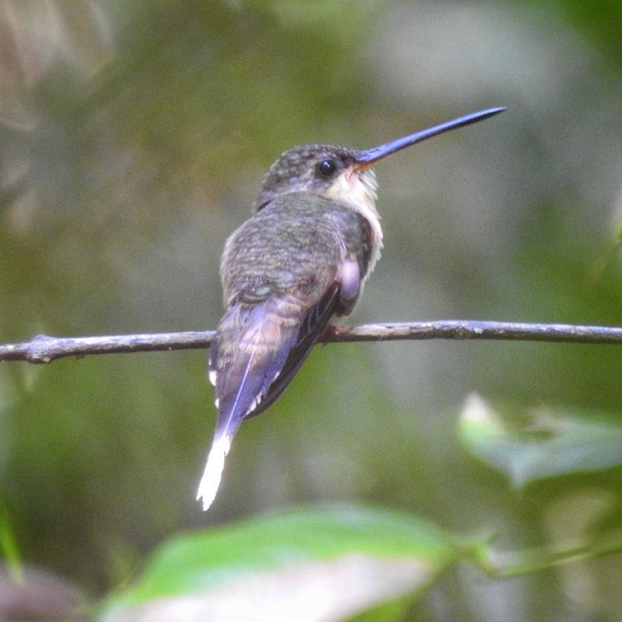 Great-billed Hermit - Andrea  Hinek