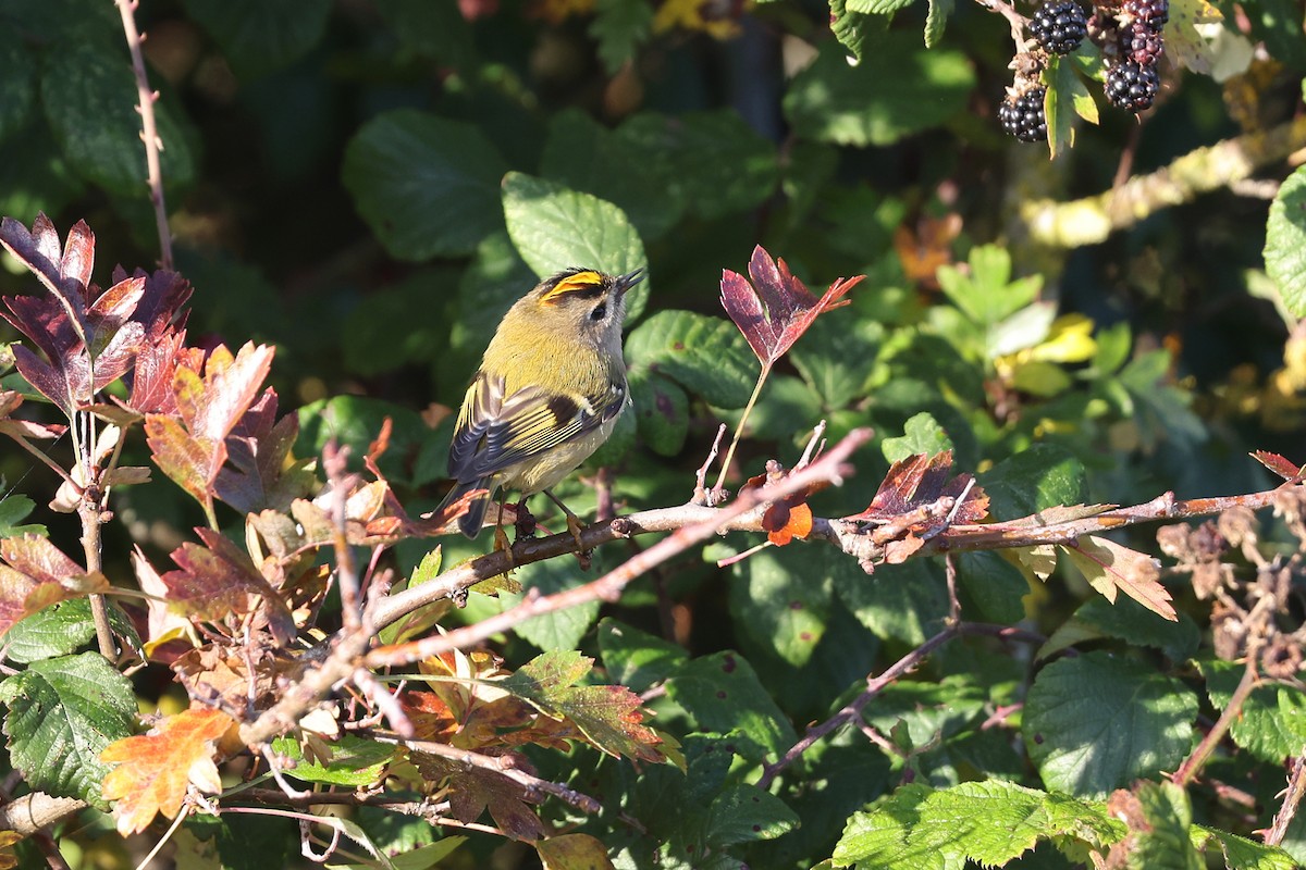 Wintergoldhähnchen - ML495361341