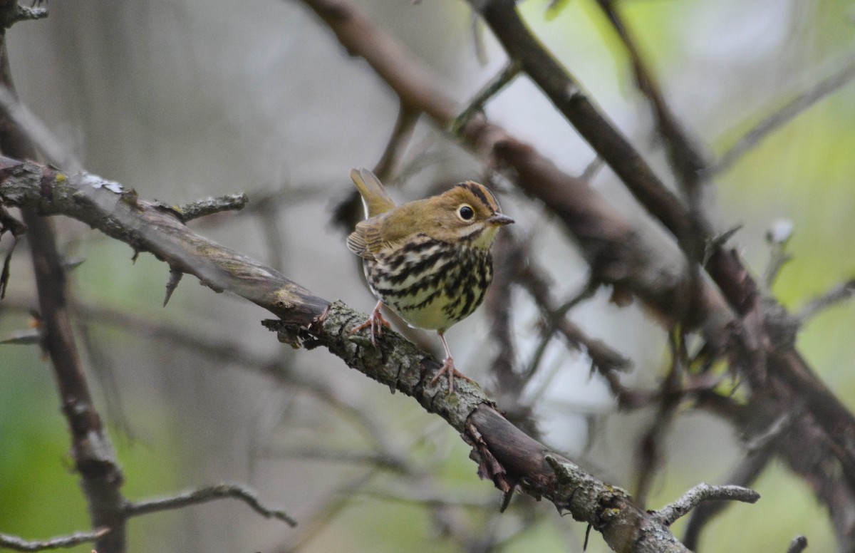 Ovenbird - ML49536141