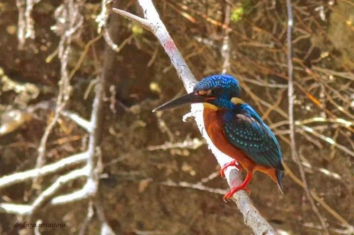 Blue-eared Kingfisher - ML495361671