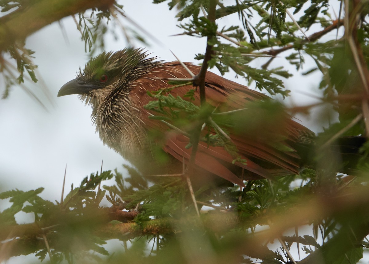 White-browed Coucal - ML495363541