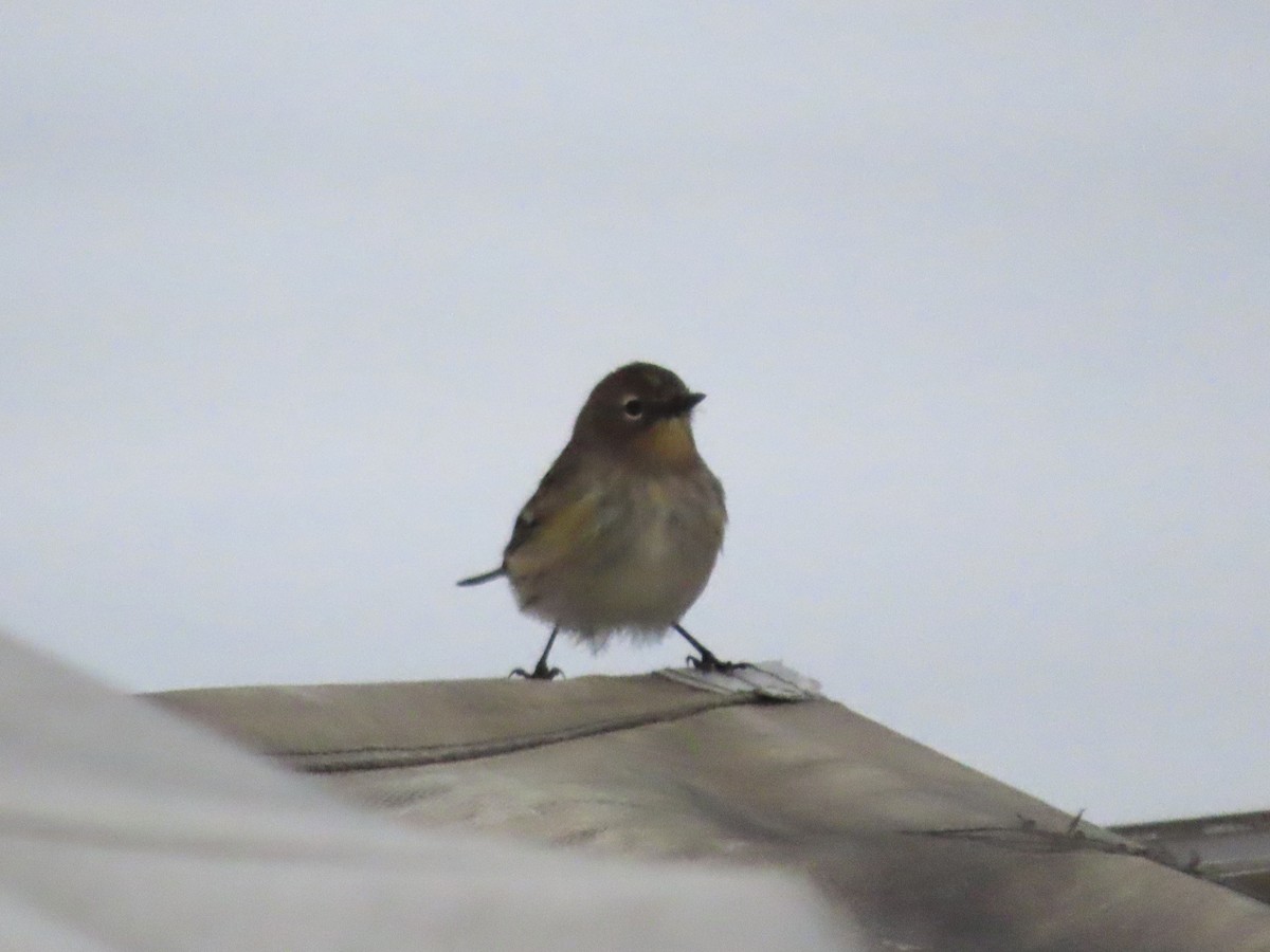 Yellow-rumped Warbler - Alan  Troyer