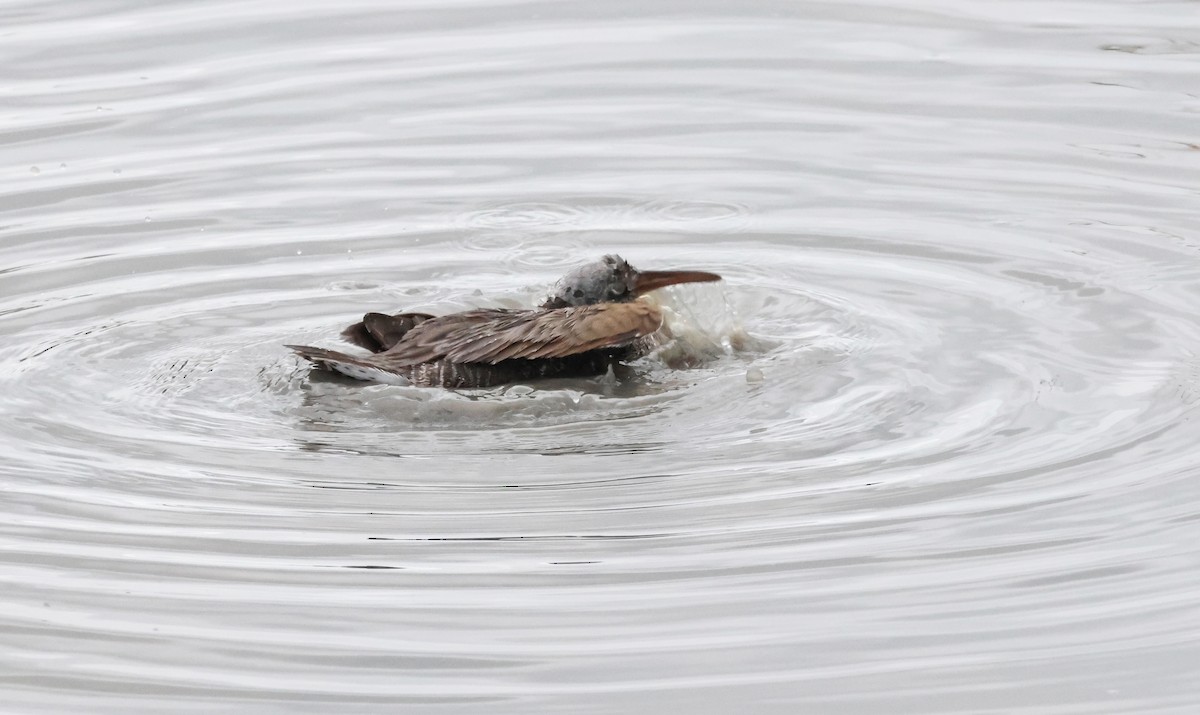 Clapper Rail - Glenn Koppel