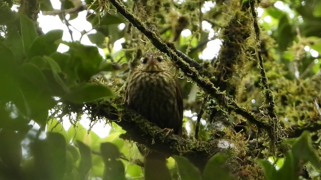 Pale-browed Treehunter - ML495365411