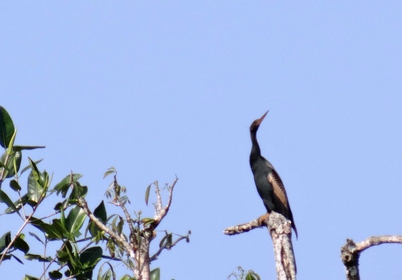 Anhinga Americana - ML49536611