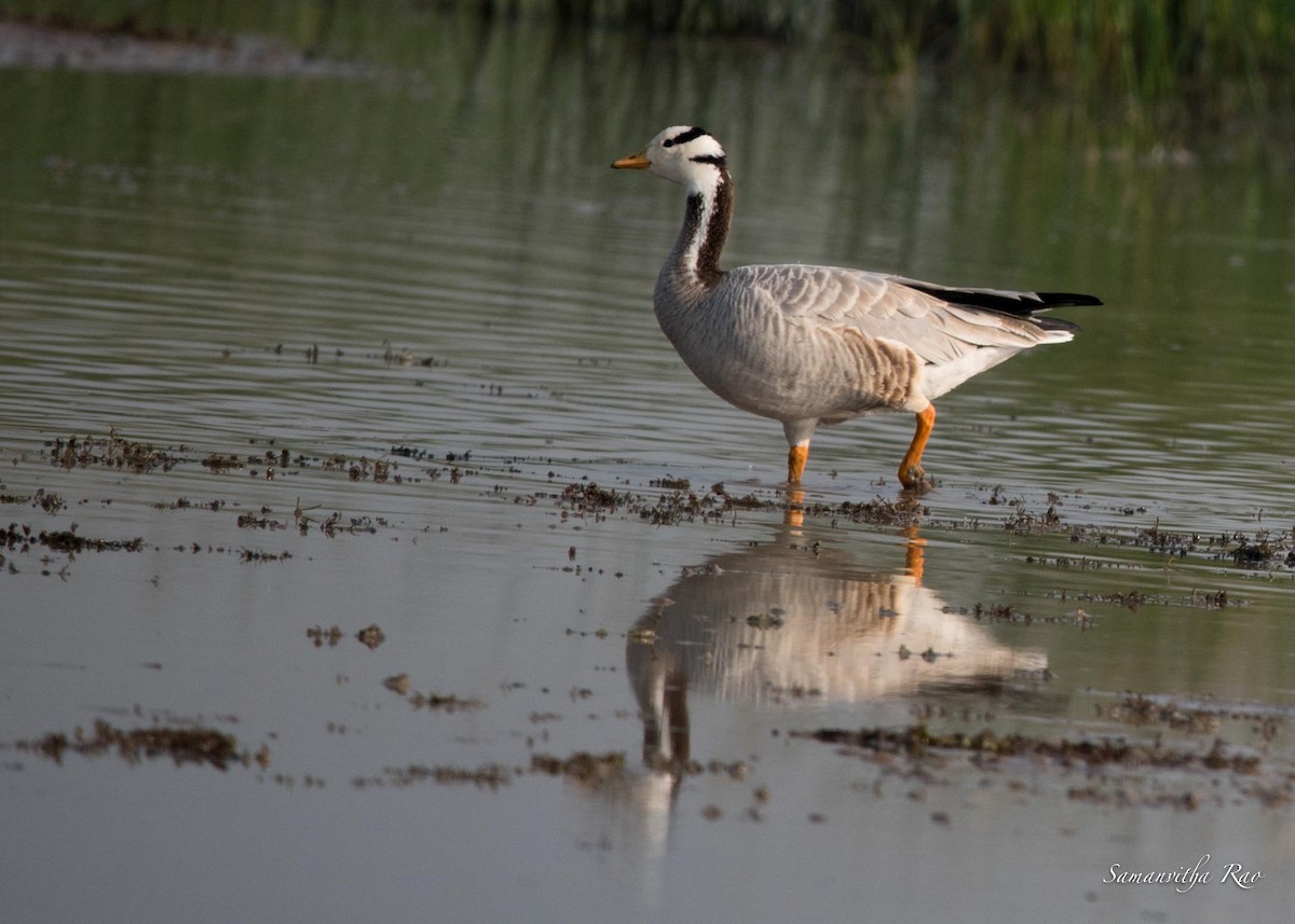 Bar-headed Goose - ML495366121