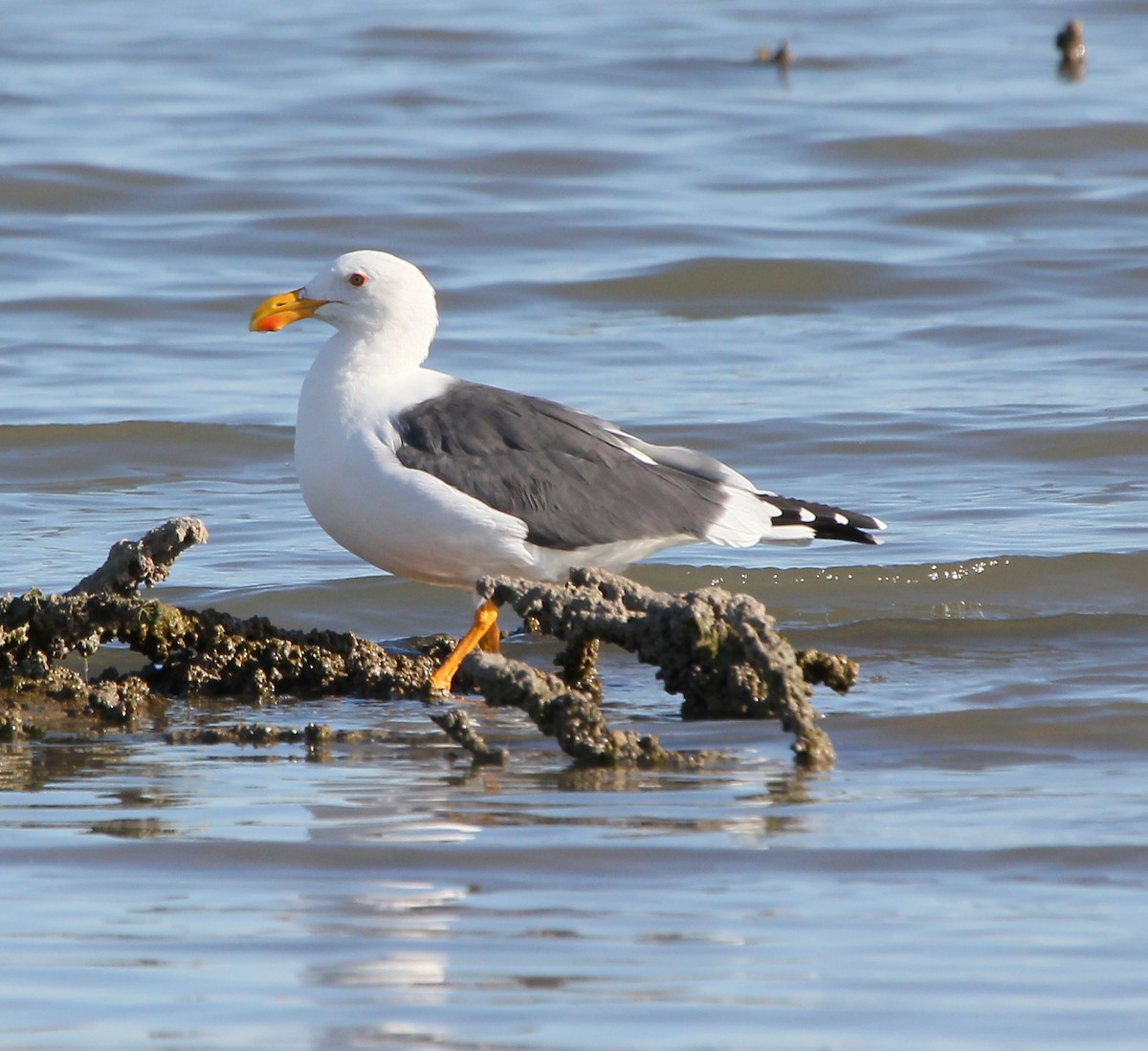 Yellow-footed Gull - ML49536631