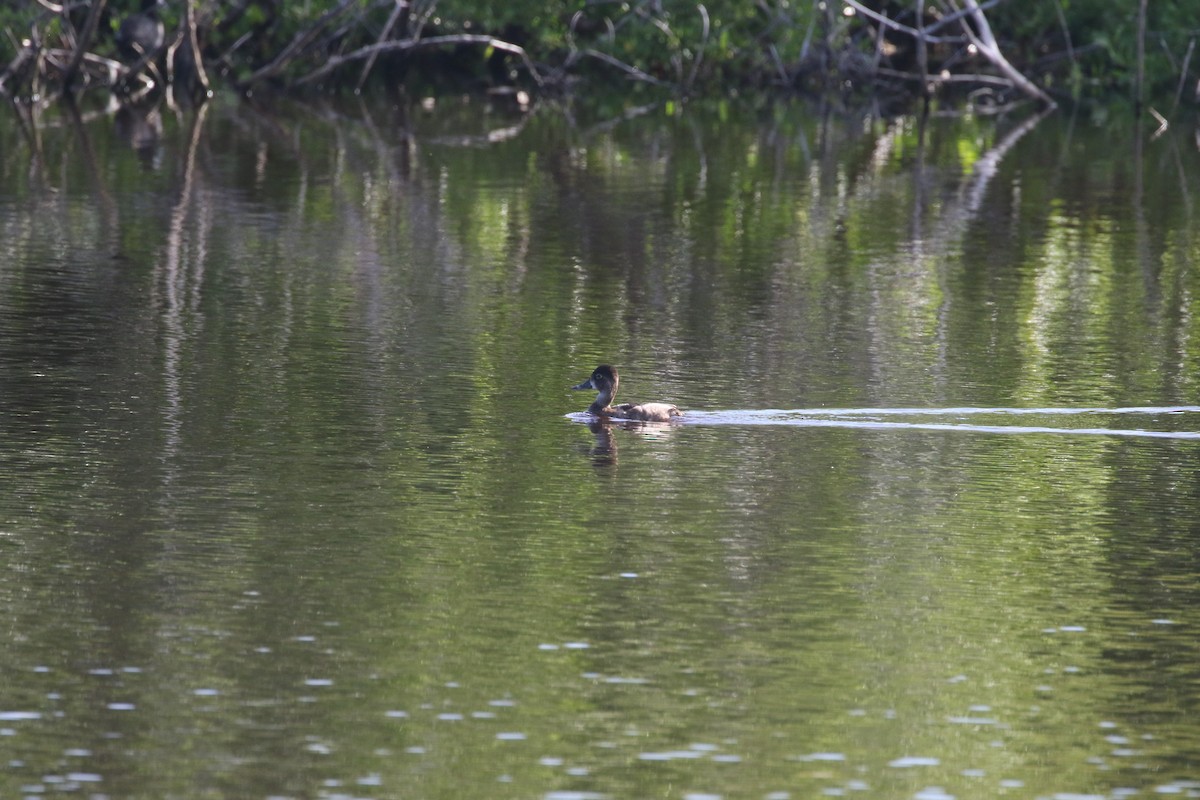 Ring-necked Duck - ML495366971