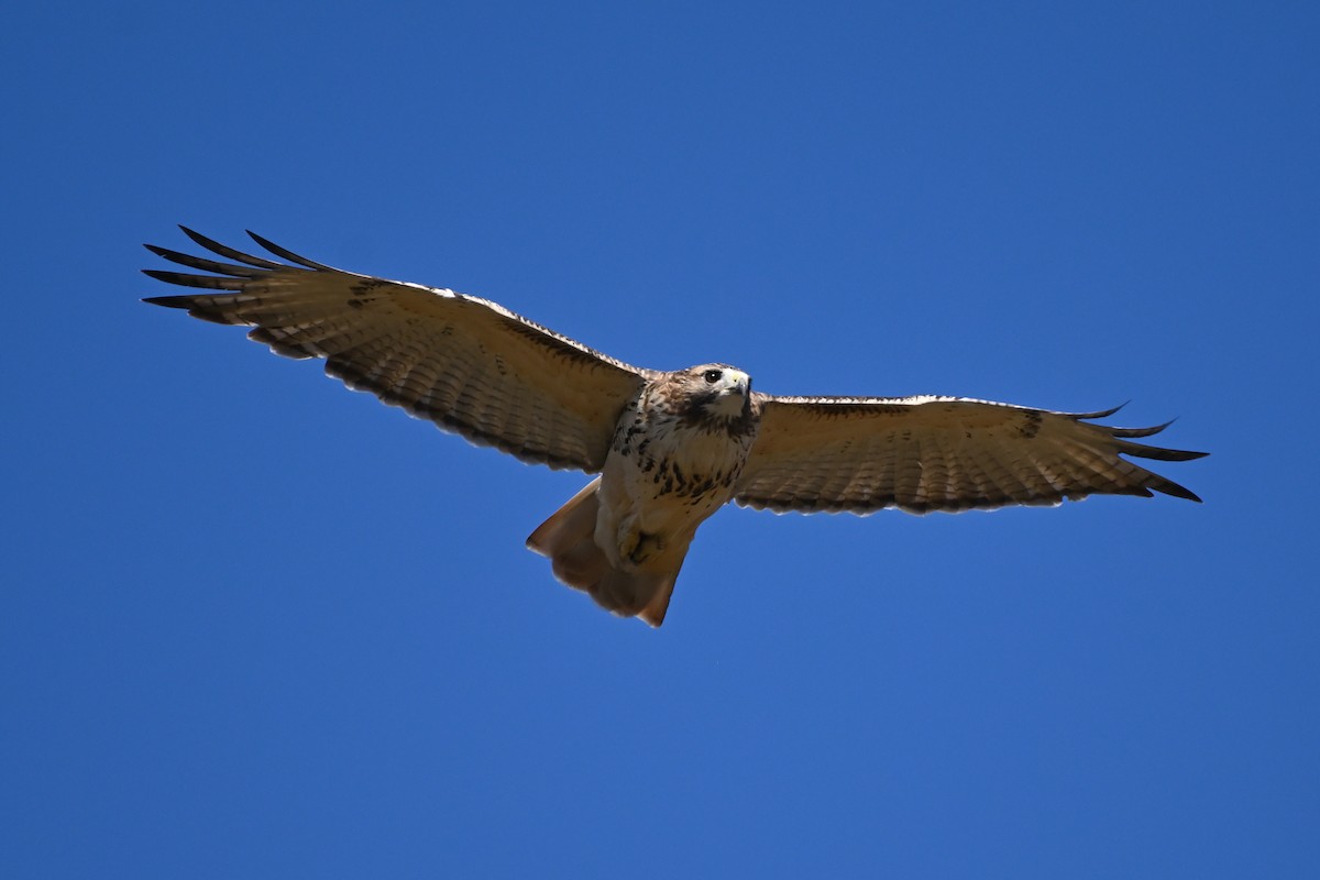Red-tailed Hawk - James Savickas