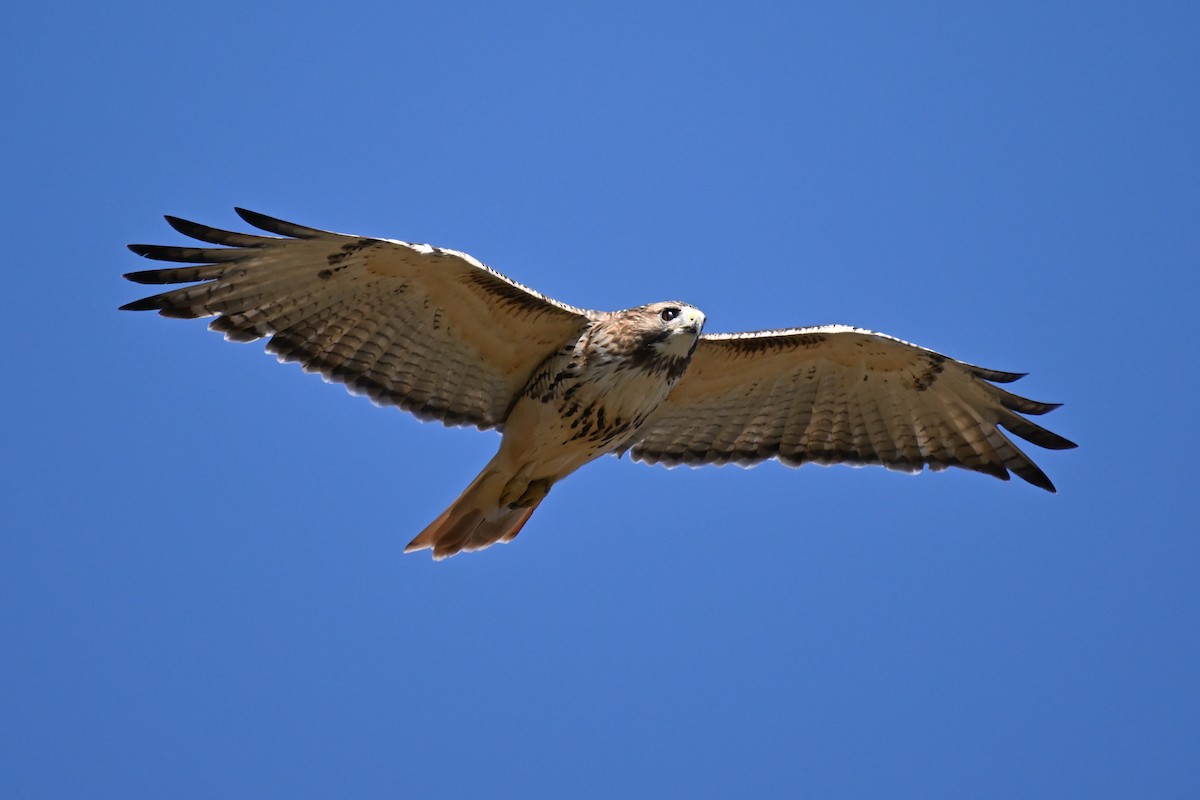 Red-tailed Hawk - James Savickas
