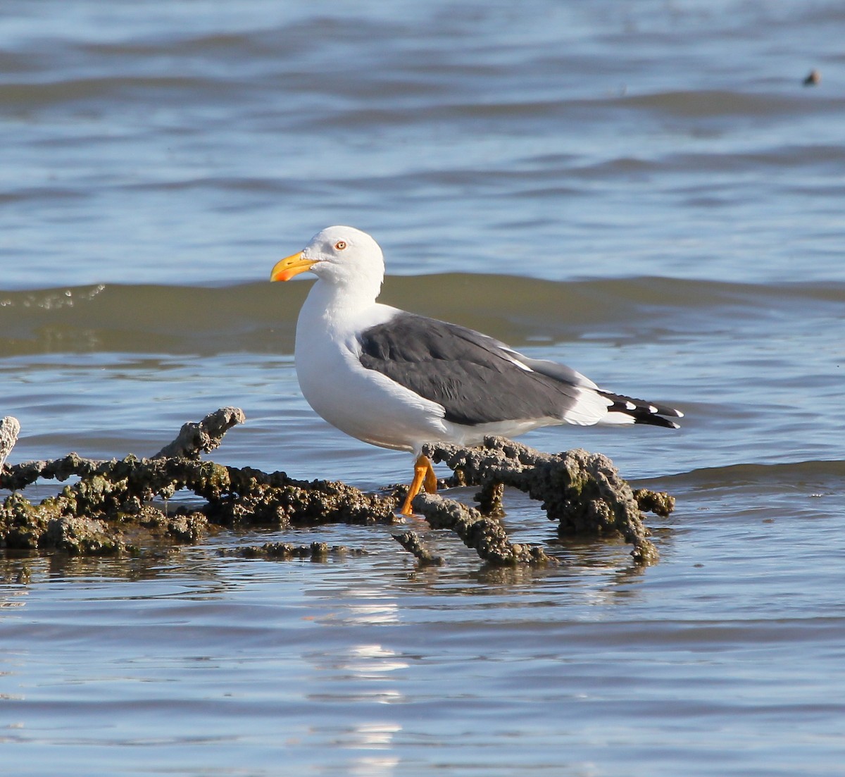 Yellow-footed Gull - ML49536751