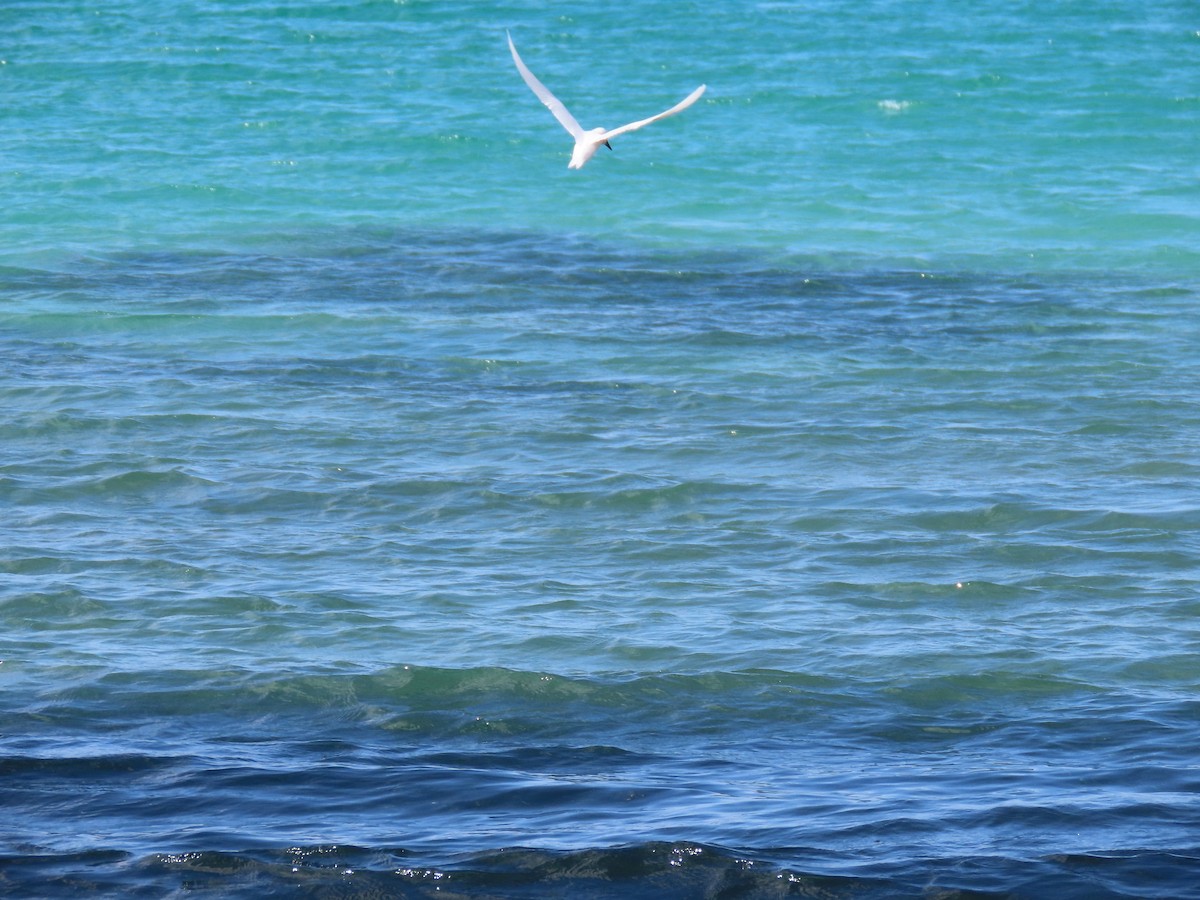 White Tern - Anonymous