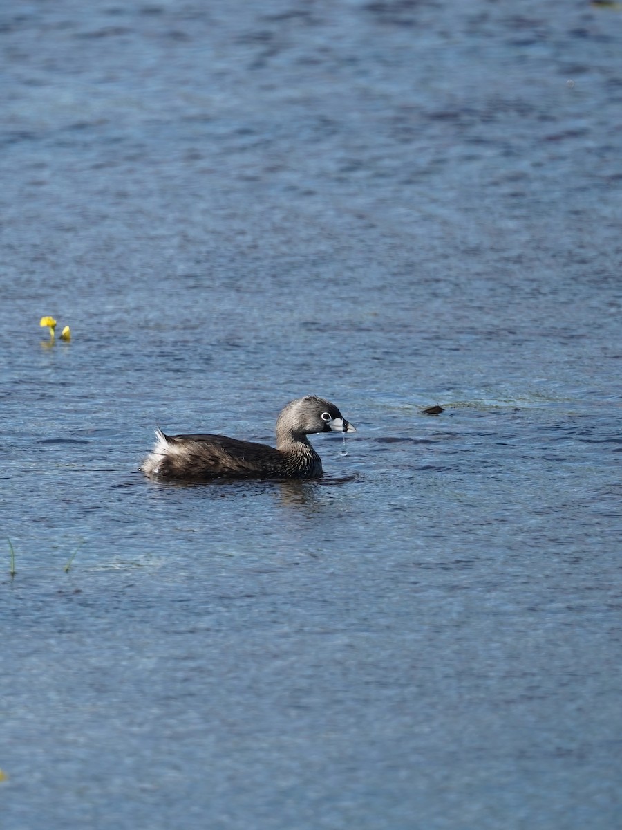 Pied-billed Grebe - ML495368931