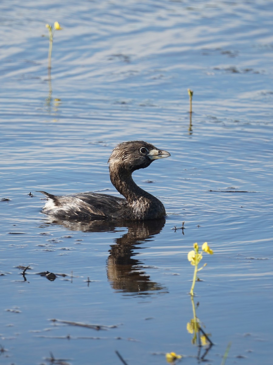 Pied-billed Grebe - ML495368941