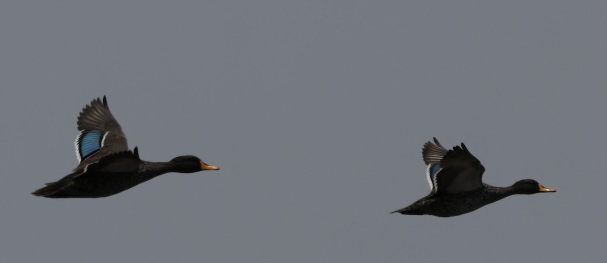 Yellow-billed Duck - ML495369631