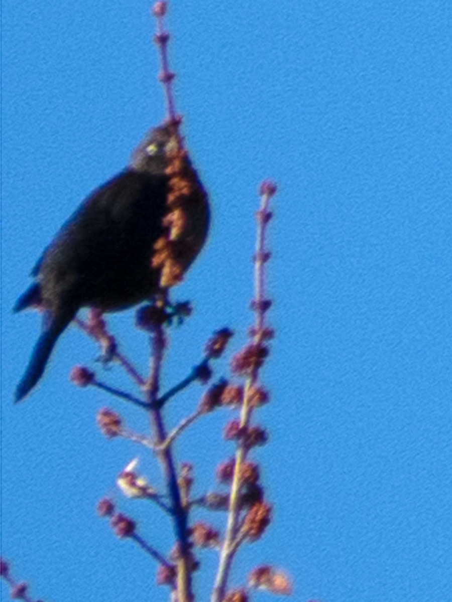 Rusty Blackbird - ML495369671