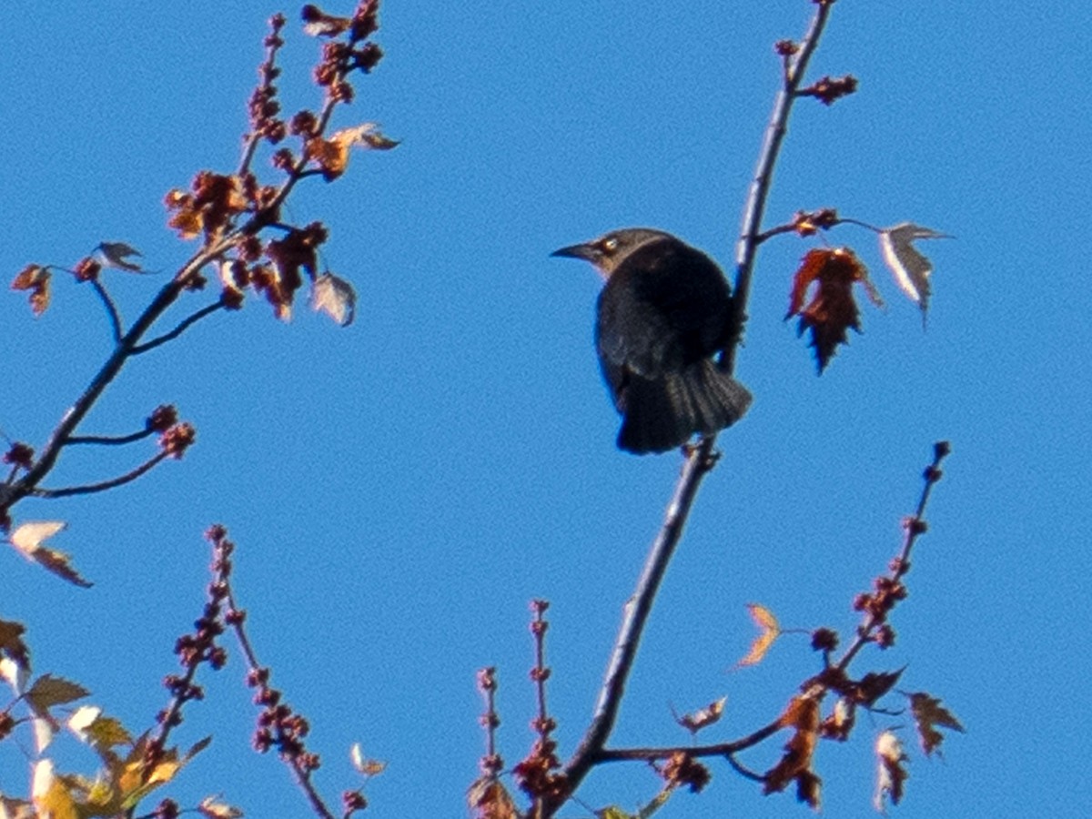 Rusty Blackbird - ML495369691