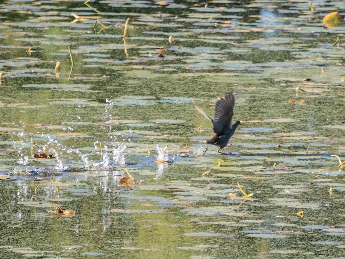 Common Gallinule - ML495371061