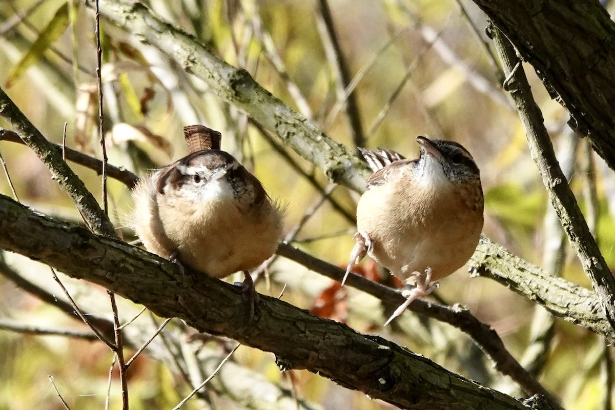 Carolina Wren - Fleeta Chauvigne