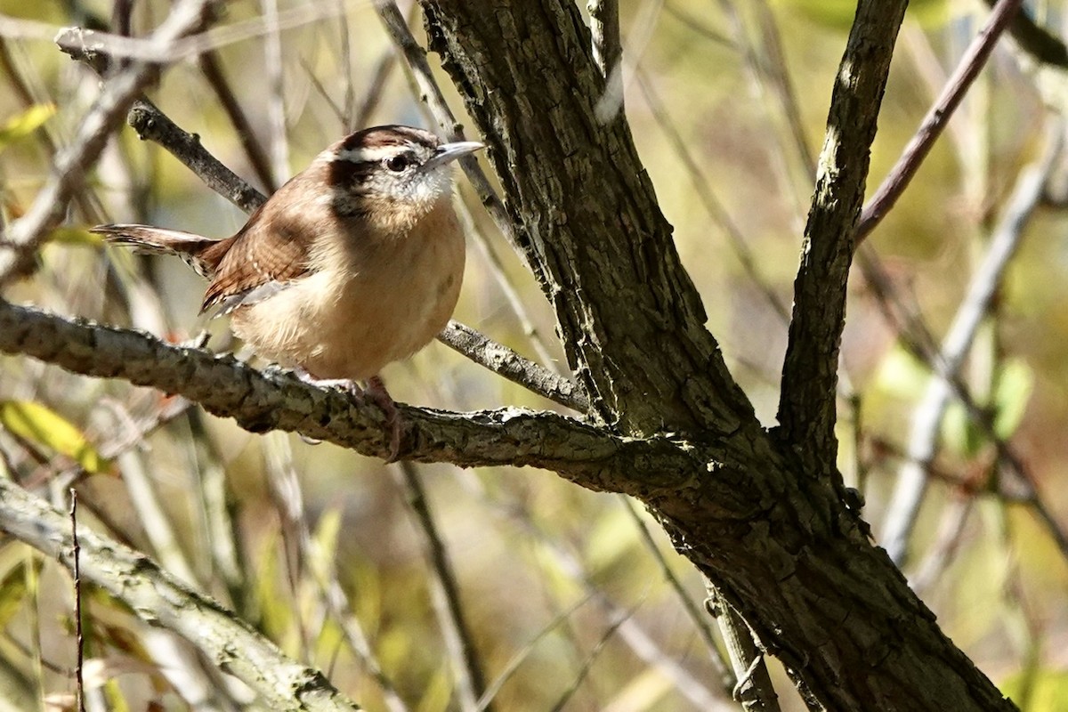 Carolina Wren - ML495371651