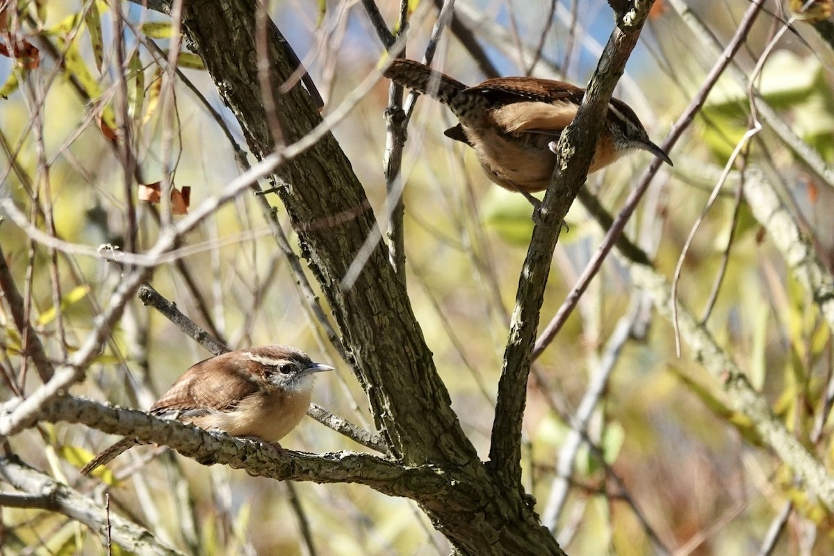 Carolina Wren - Fleeta Chauvigne