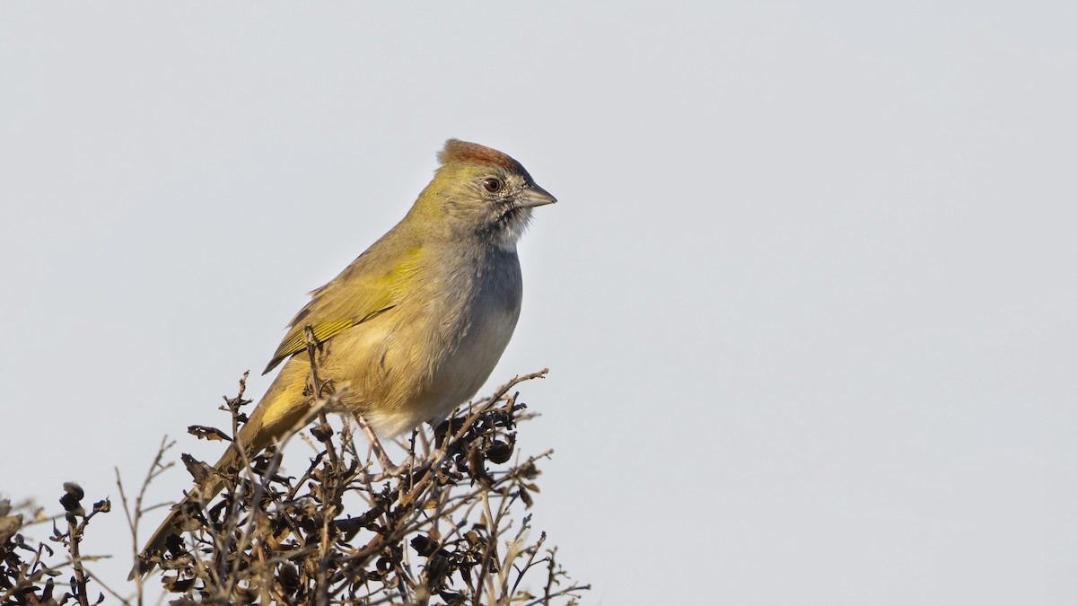 Green-tailed Towhee - ML495373261