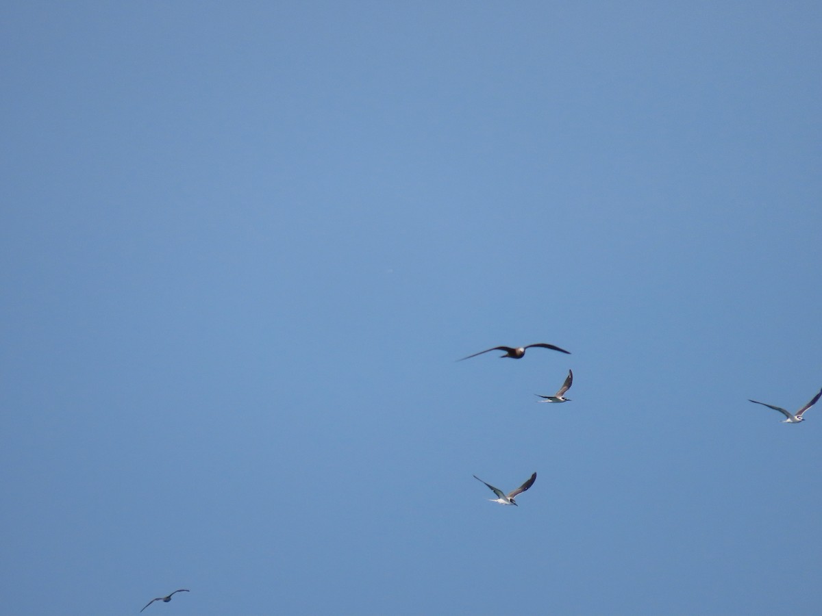 Brown Noddy - Anonymous