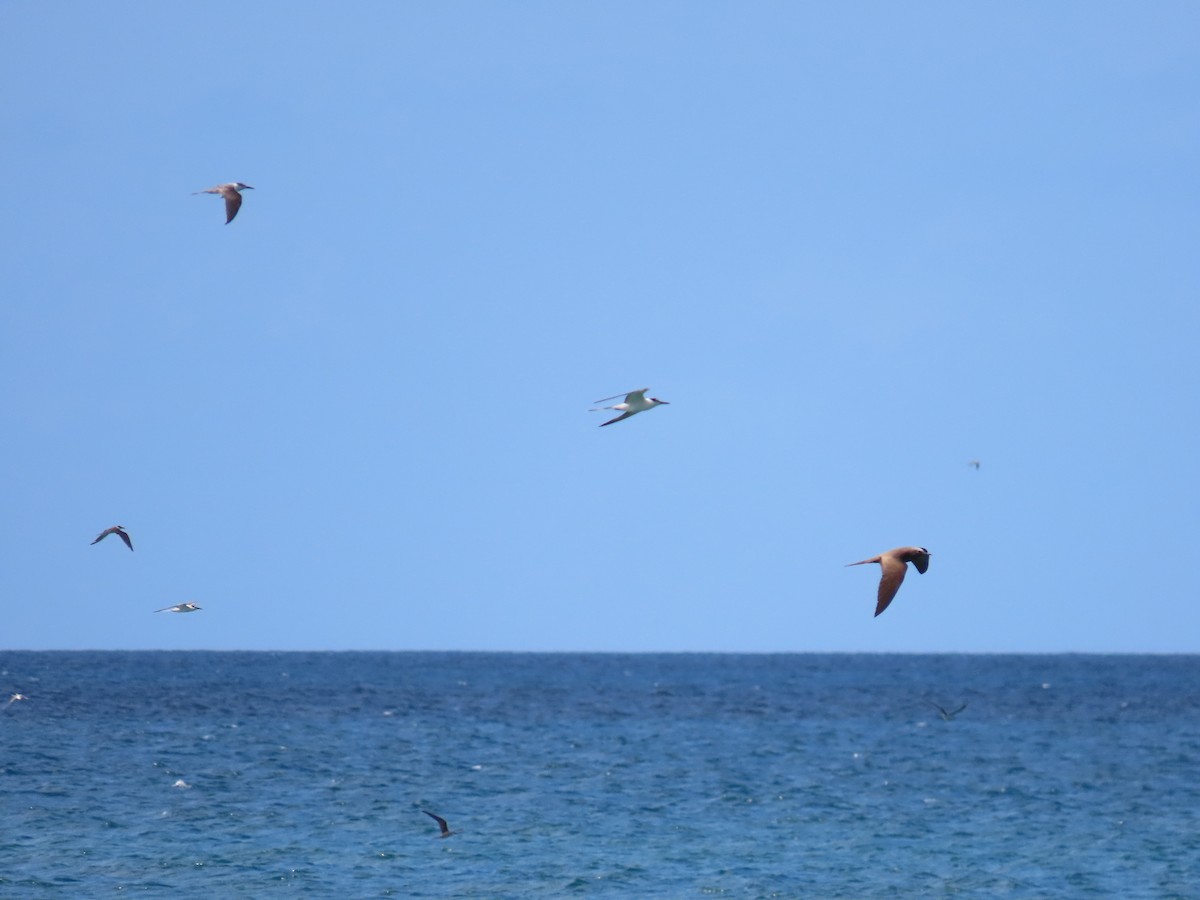 Brown Noddy - Anonymous