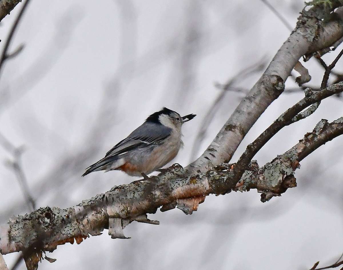 White-breasted Nuthatch - ML495374741