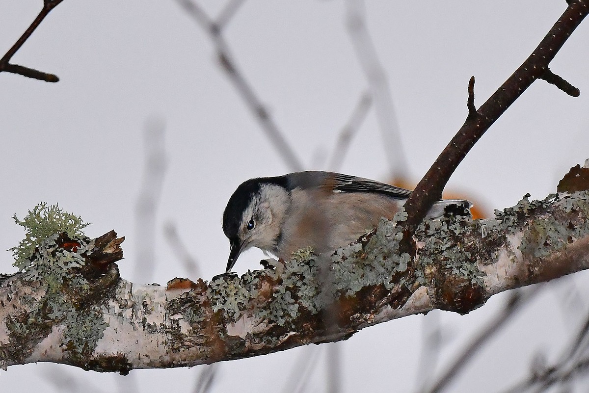 White-breasted Nuthatch - ML495374751