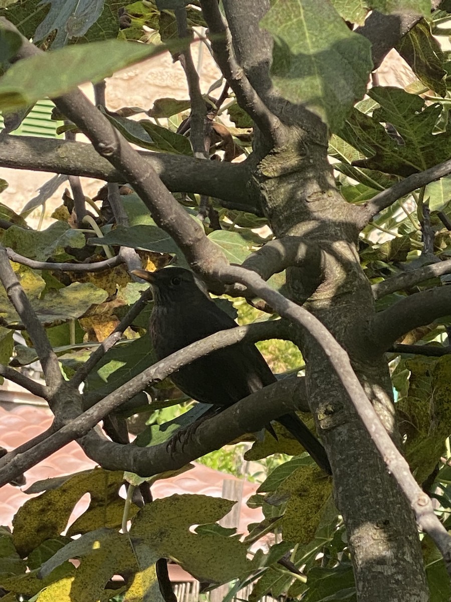 Eurasian Blackbird - ML495378401