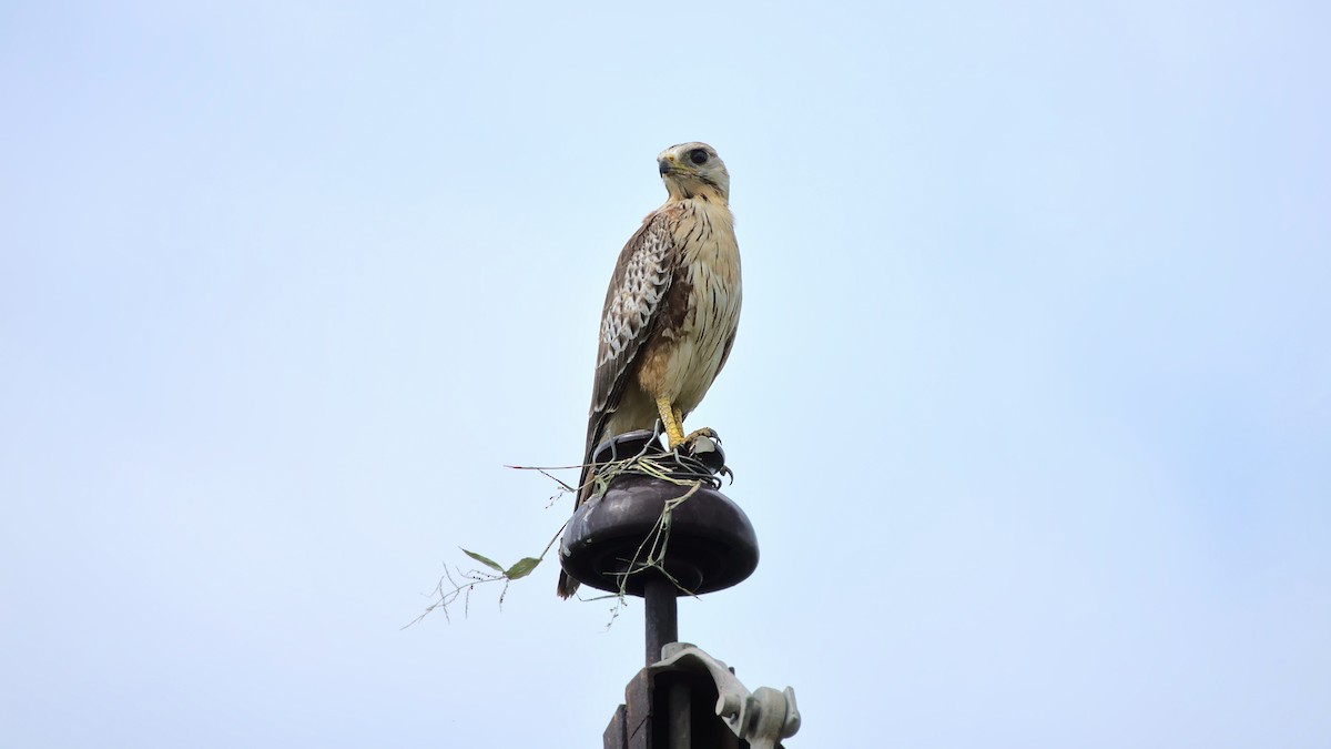 White-eyed Buzzard - ML495380001