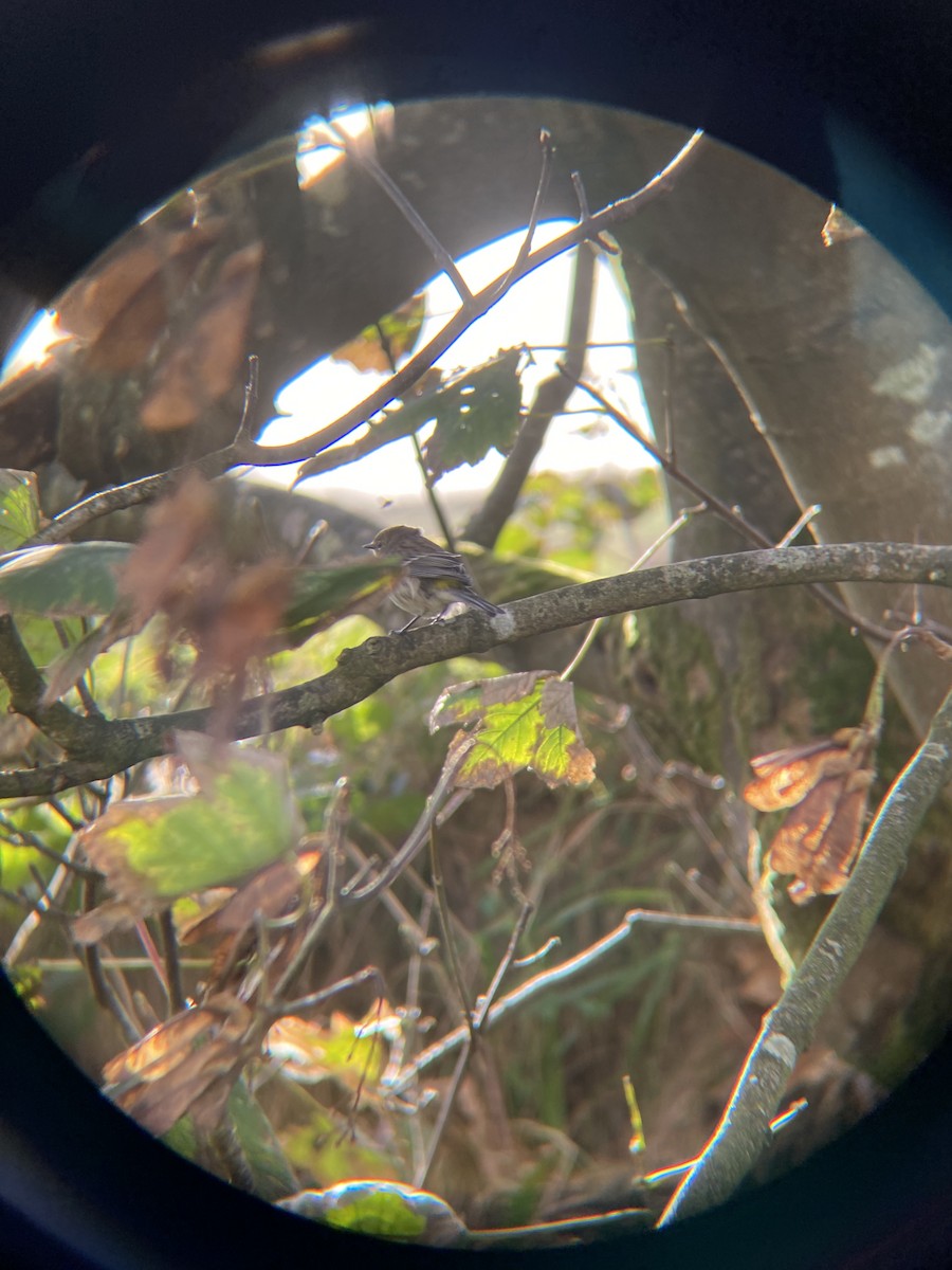 Yellow-rumped Warbler - ML495380281