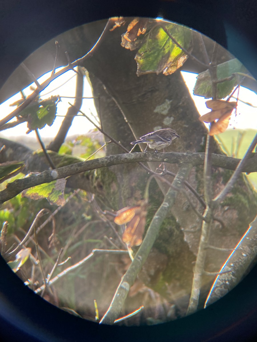 Yellow-rumped Warbler - ML495380301