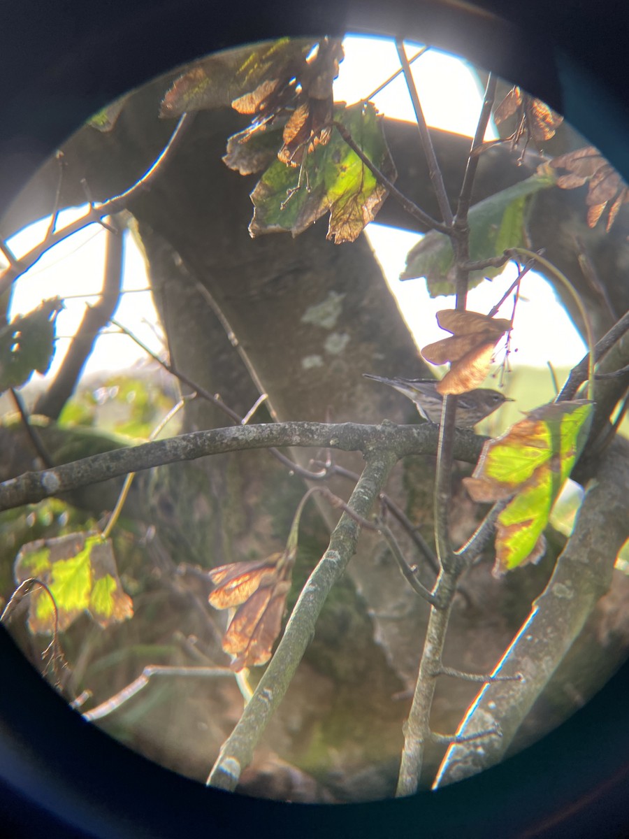 Yellow-rumped Warbler - Anonymous