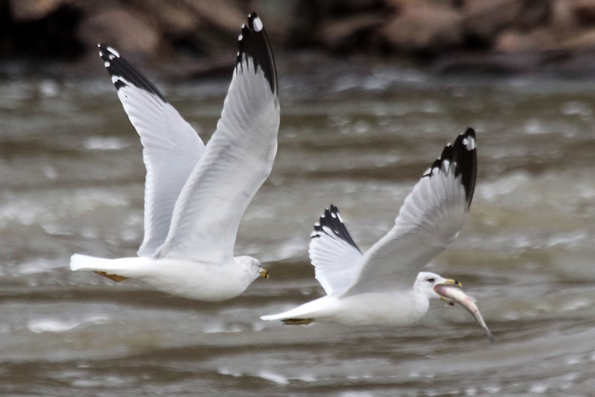 Ring-billed Gull - ML495381731