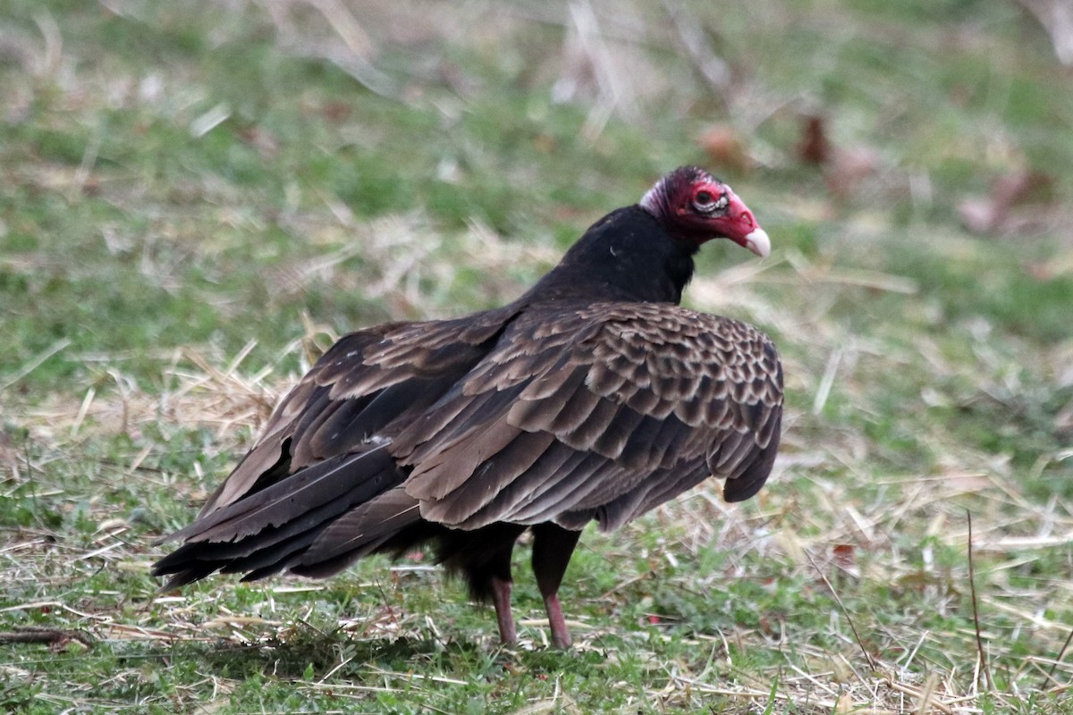 Turkey Vulture - ML495381871