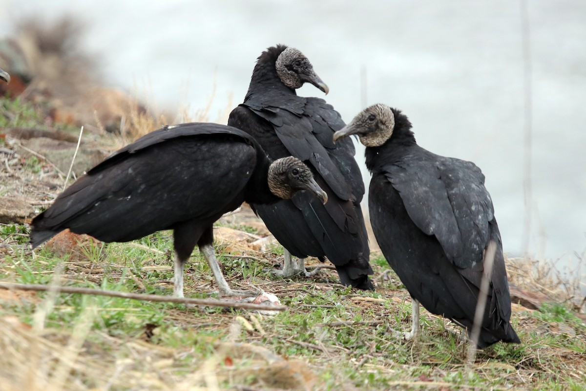 Black Vulture - ML495381911