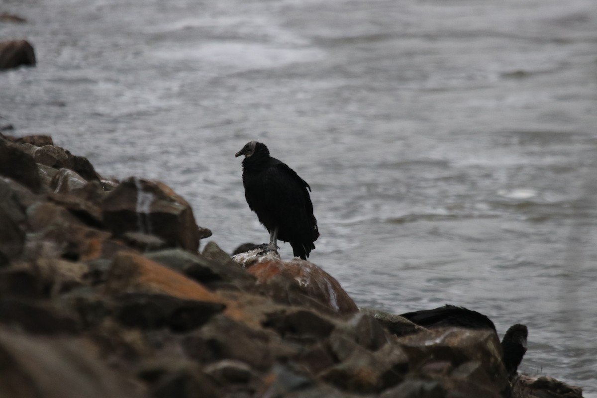 Black Vulture - ML495381921