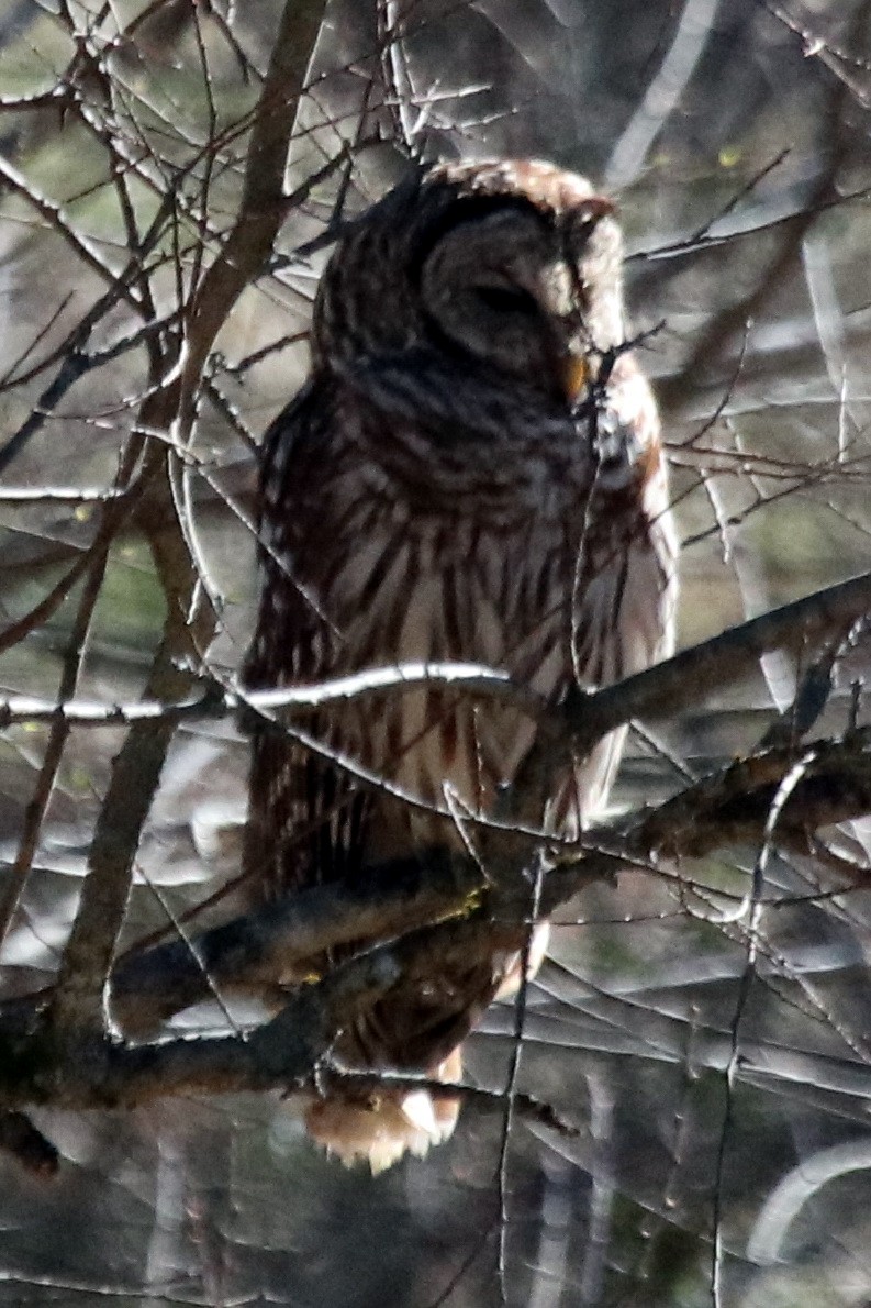 Barred Owl - ML495382391