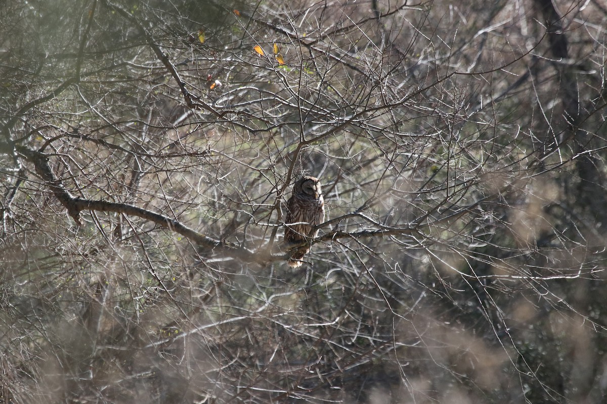 Barred Owl - ML495382401
