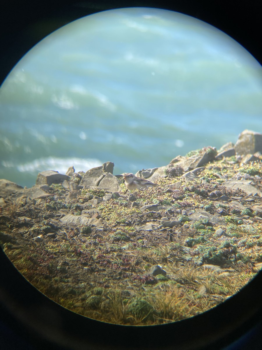 Snow Bunting - Anonymous