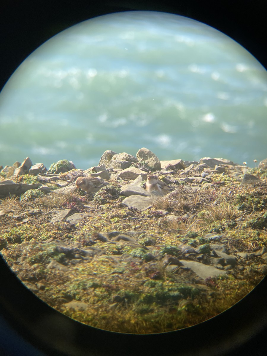 Snow Bunting - ML495382681