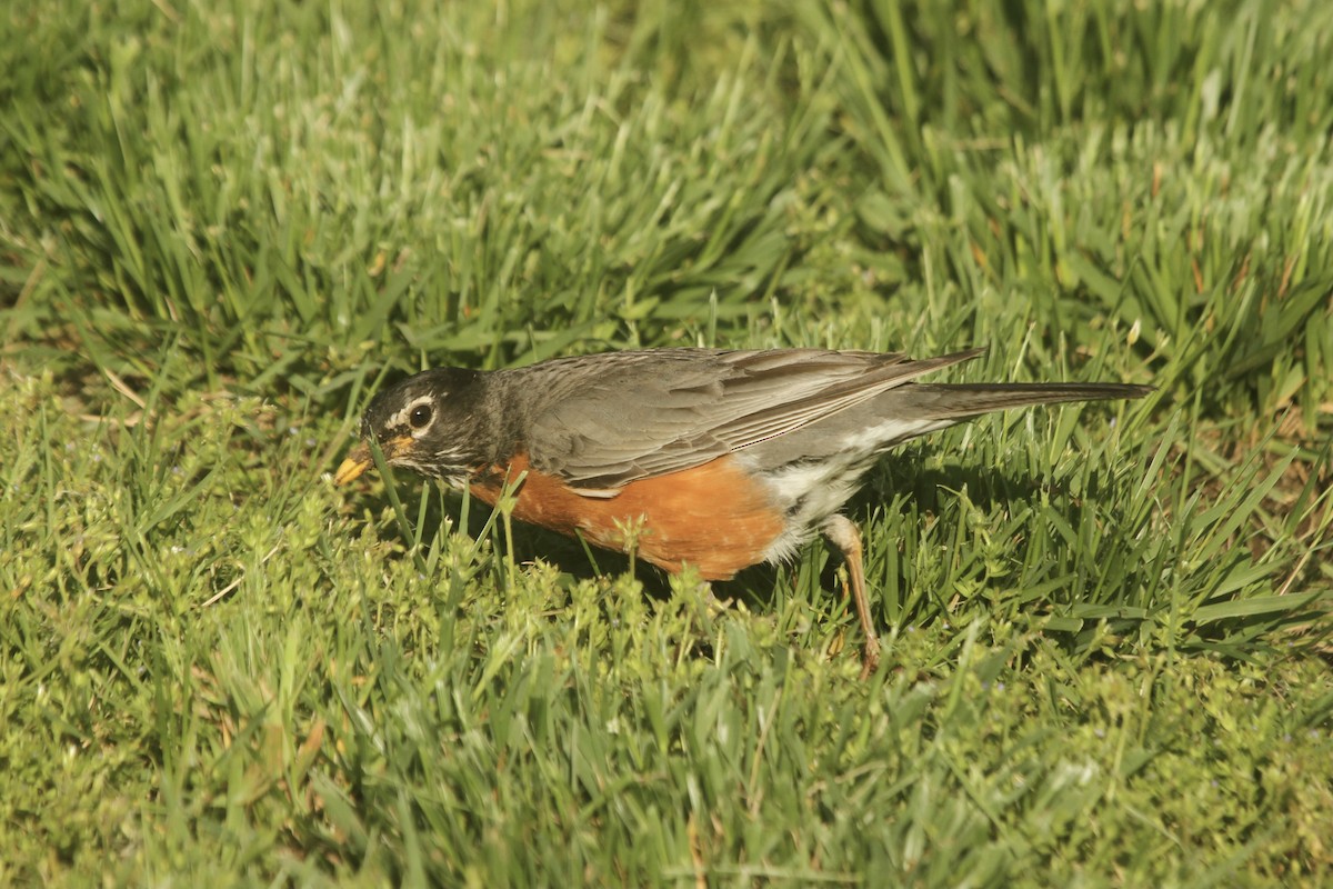 American Robin - ML495382811