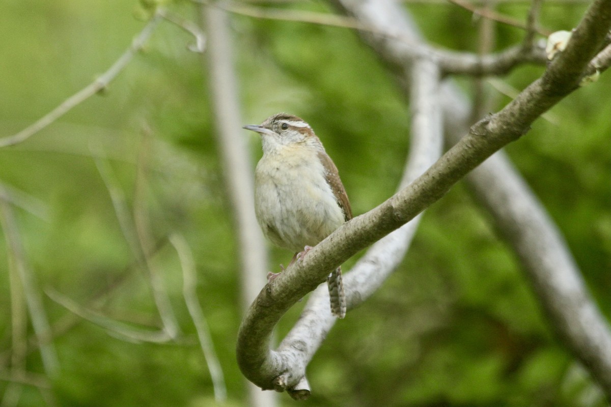 Carolina Wren - ML495383041