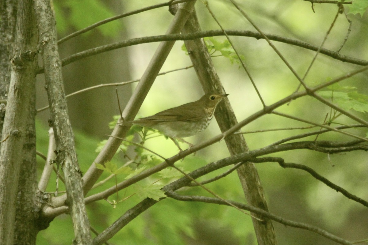 Swainson's Thrush - ML495383161