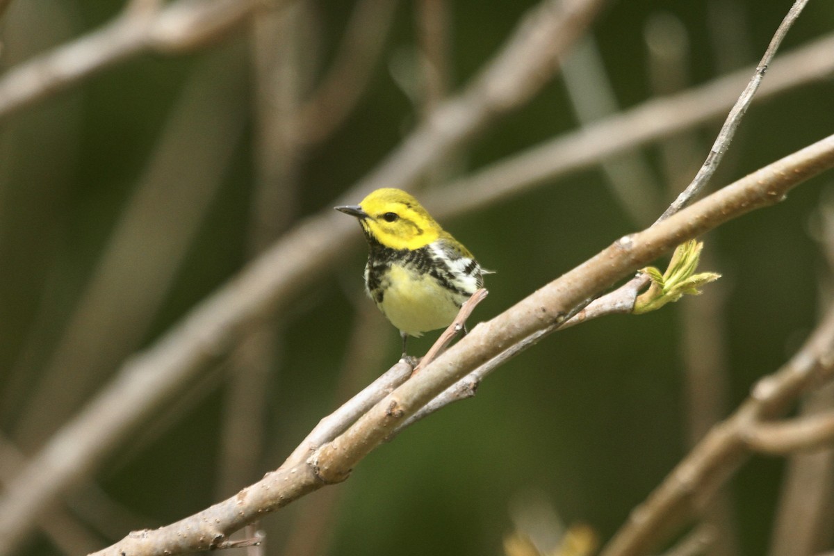 Black-throated Green Warbler - ML495383231