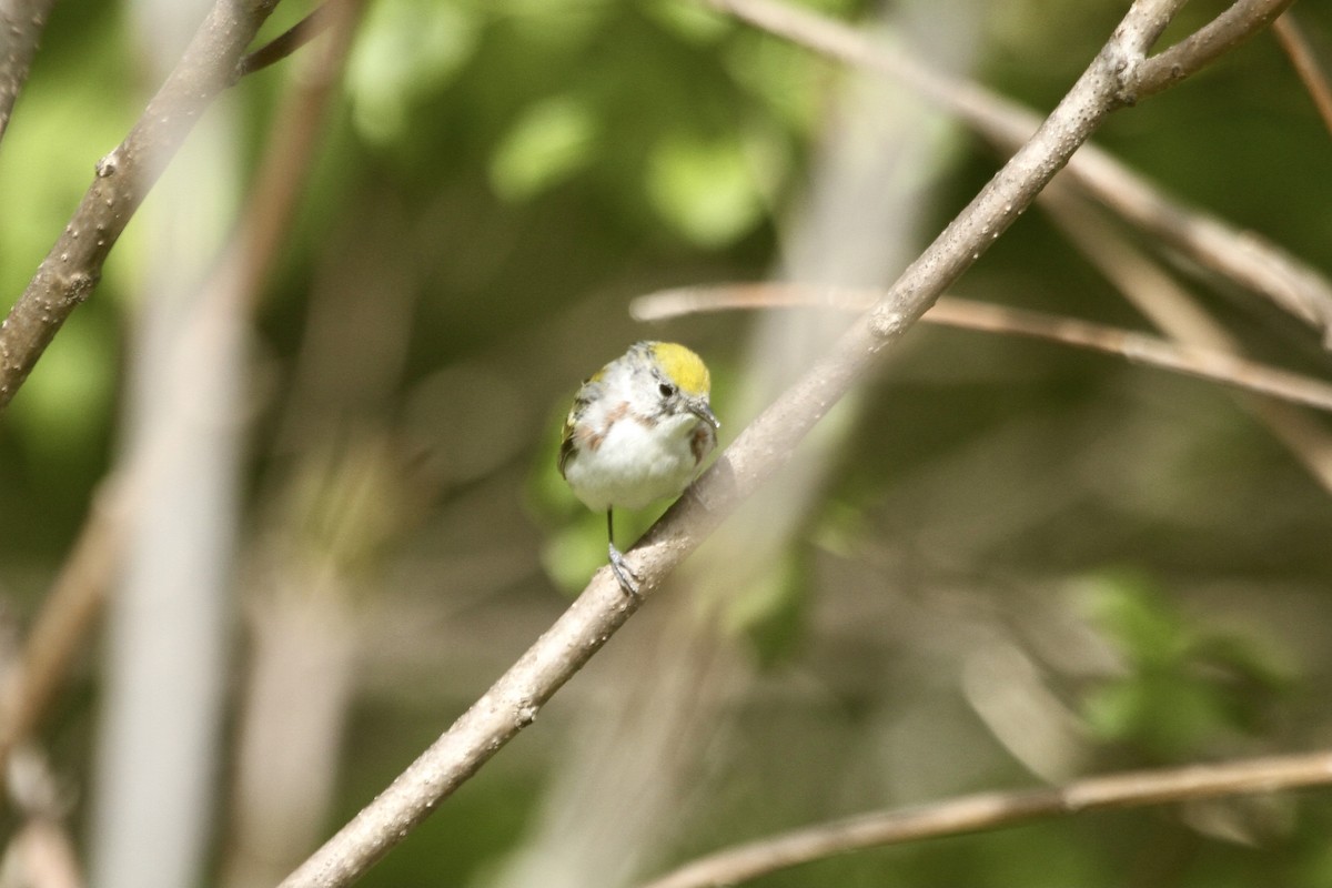 Chestnut-sided Warbler - ML495383251