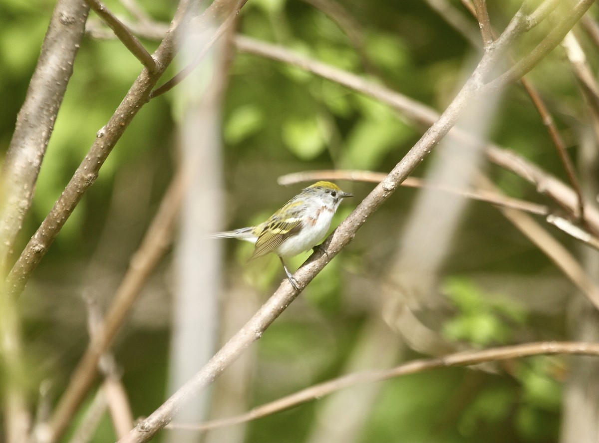 Chestnut-sided Warbler - ML495383261